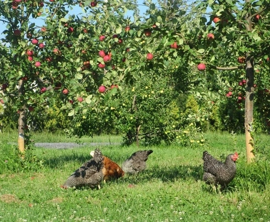 Agroécologie et désendettement : comment cultiver la durabilité financière et environnementale de votre exploitation agricole