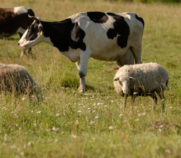 Le pâturage tournant dynamique : Vers une agriculture durable et efficace