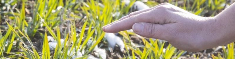 Souveraineté alimentaire et indépendance agricole : un défi clé pour la France